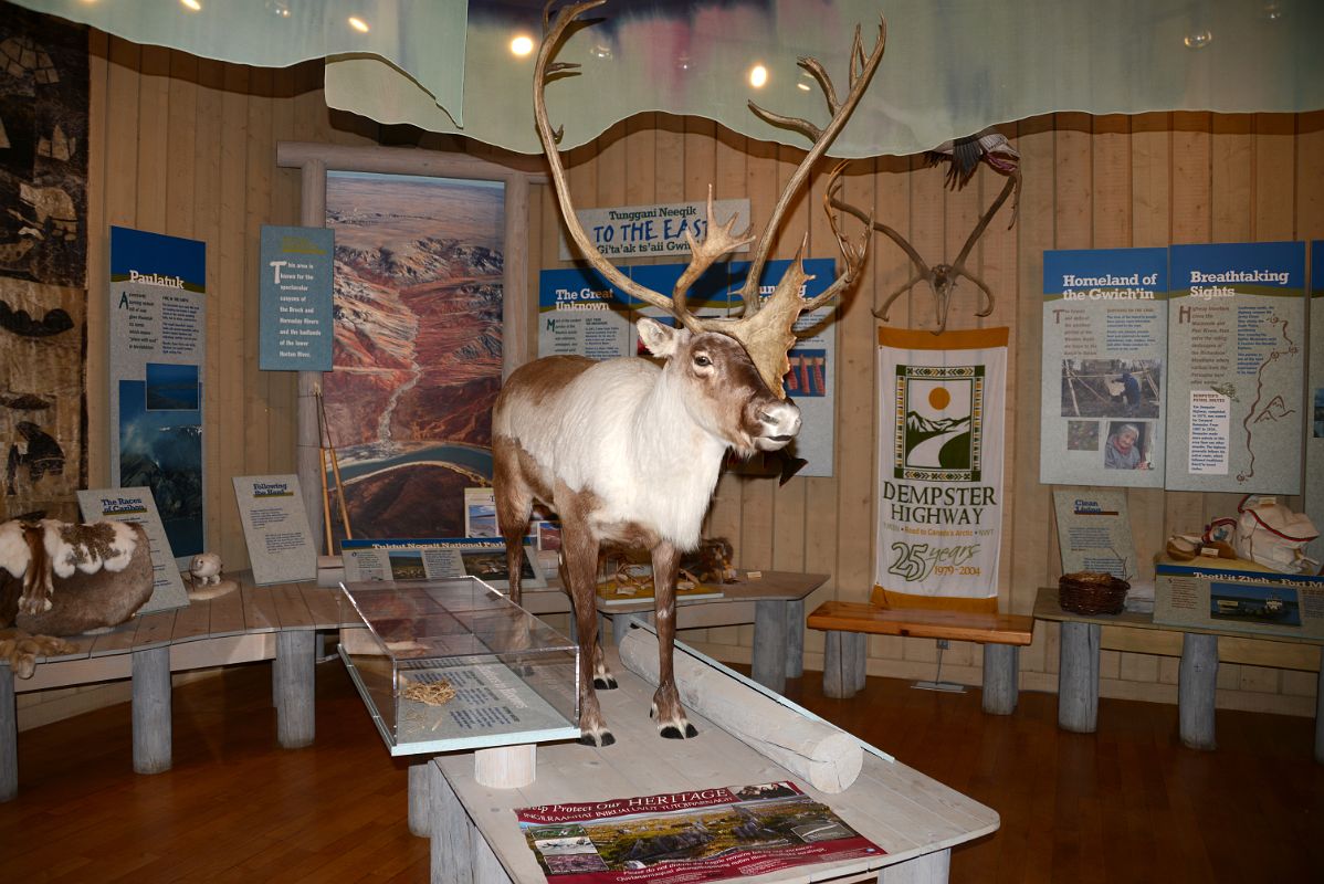 09B The East Display Includes the Caribou The Main Source of Food and Clothing For The Gwitchin Culture Inside The Western Arctic Regional Visitor Centre In Inuvik Northwest Territories